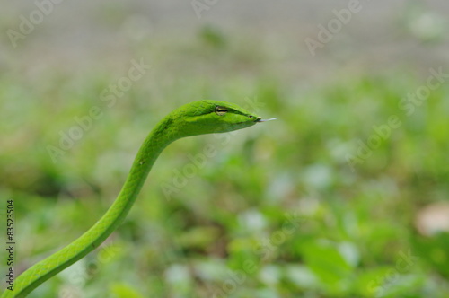 closeup cute green snake in the tropical grassland,raptile concept. photo