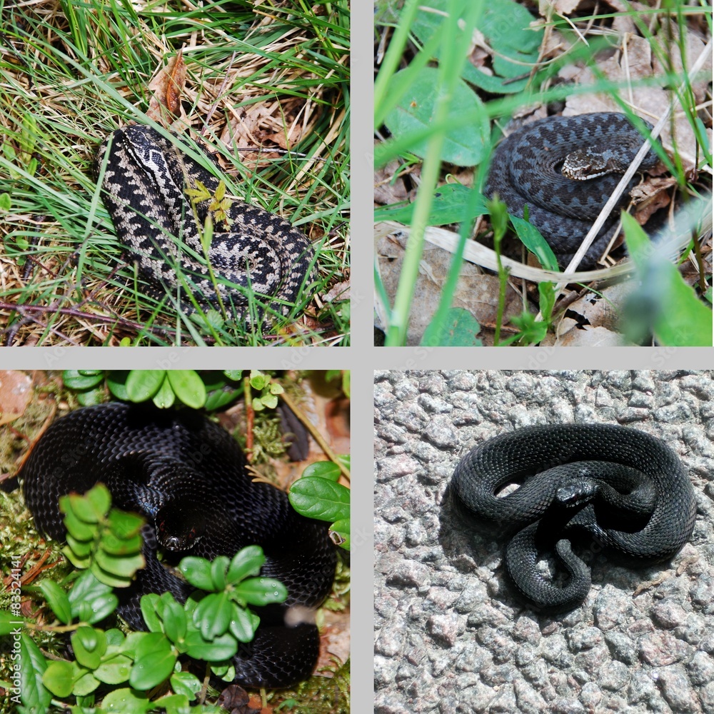 Fototapeta premium Black Vipera berus and European adderley wildlife