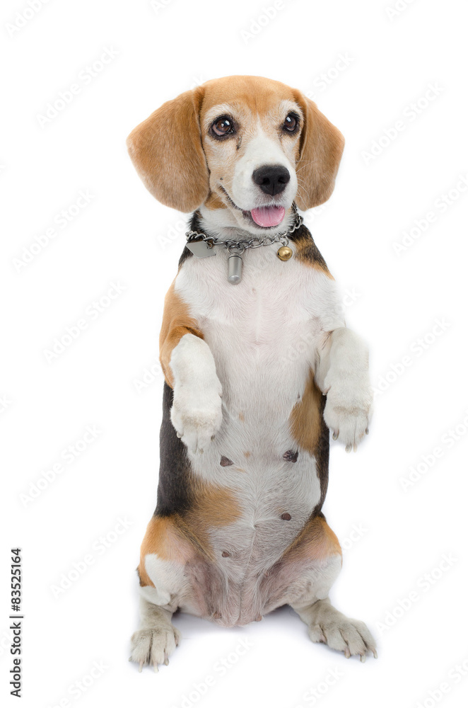 Beagle dog sitting isolate on white background Beagle dog sitting isolate on white background