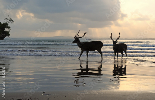 Indonesia, West Java, Pangandaran, Silhouette of Deer photo
