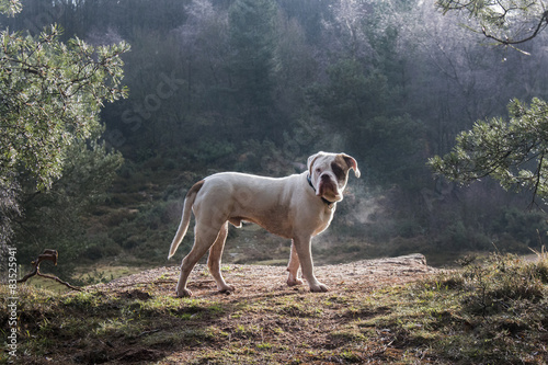 UK, England, West Midlands, Stoke-on-Trent, Old Tyme Bulldog at Park Hall in morning sunlight photo