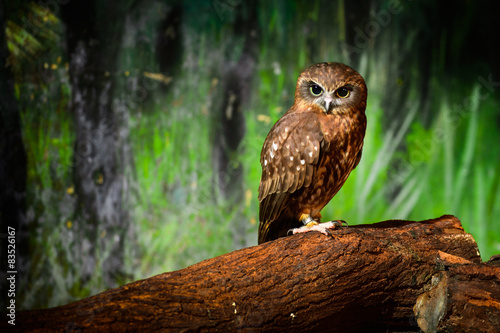 Thailand, Portrait of brown owl #83526167