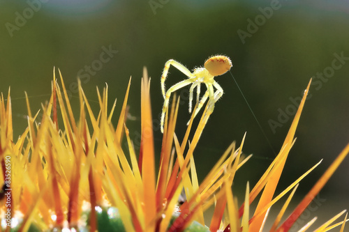 Crab Spider on top of cactus photo