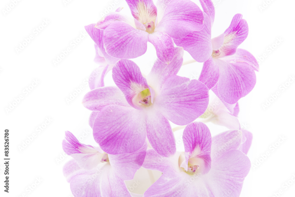 orchid isolated on white blackbackground orchid isolated on white blackbackground