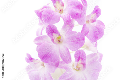 orchid isolated on white blackbackground © topntp