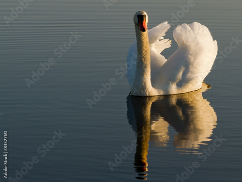 Norway, Fredrikstad, Tangen, Swan photo