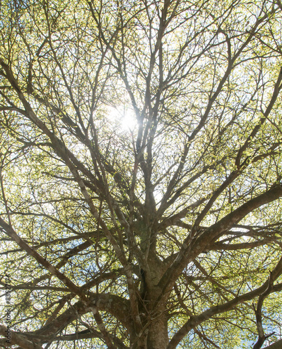 Sunlight through a big tree photo