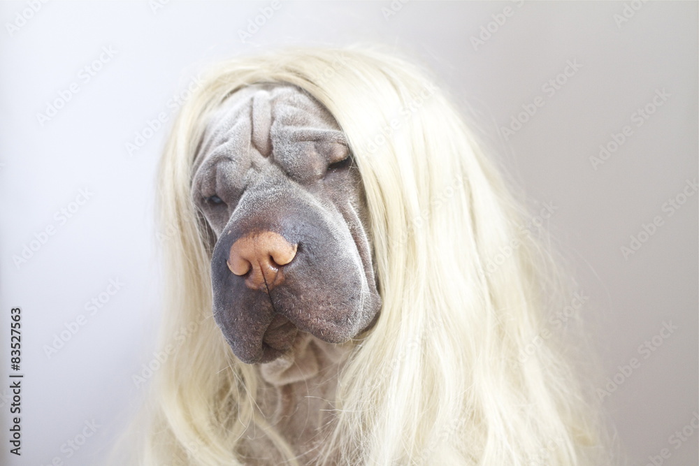 Dog Wearing Wig | estudioespositoymiguel.com.ar