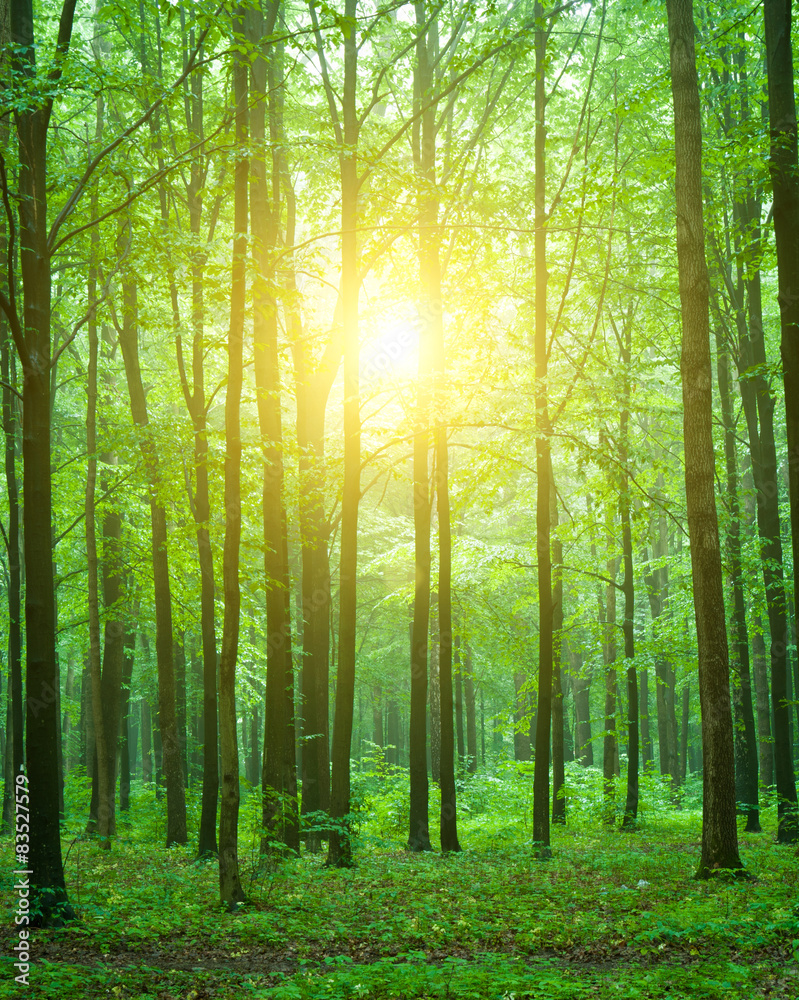 Fototapeta premium green forest