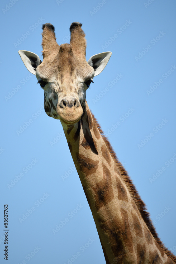 Naklejka premium Giraffa