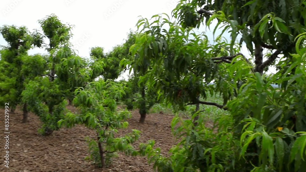 Peach orchard at summer - panning left Peach orchard at summer - panning left