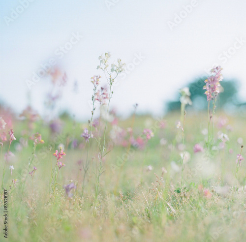 Flowers In A Field #83528197
