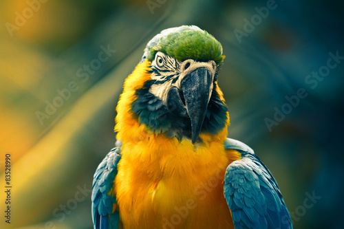 Close up of parrot photo