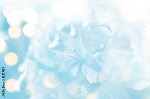 soft blur flower in blue tone