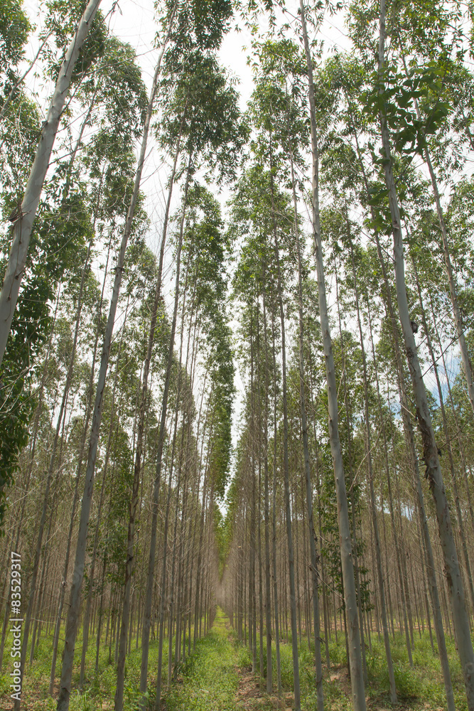 Fototapeta premium Eucalyptus tree against sky