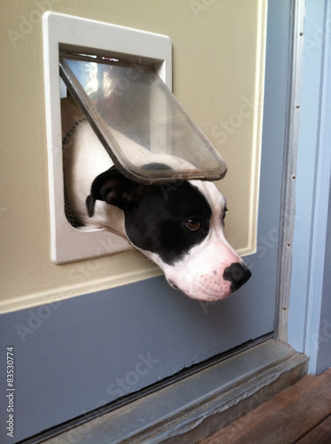 Close-up of a Dog trying to get out of cat flap in a door photo