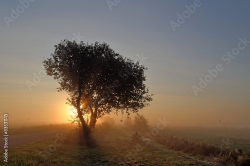 Germany, Lower Saxony, Leer, Oldersum, Tergast, Tree in meadow backlit by rising sun photo