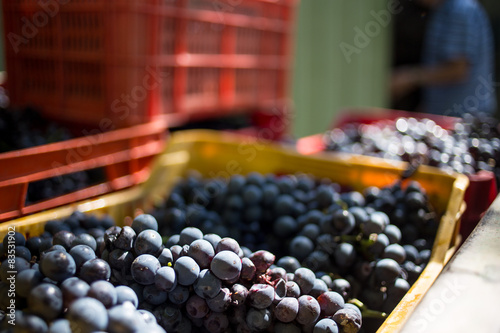 Italy, Stroncone, Grapes in plastic trays photo