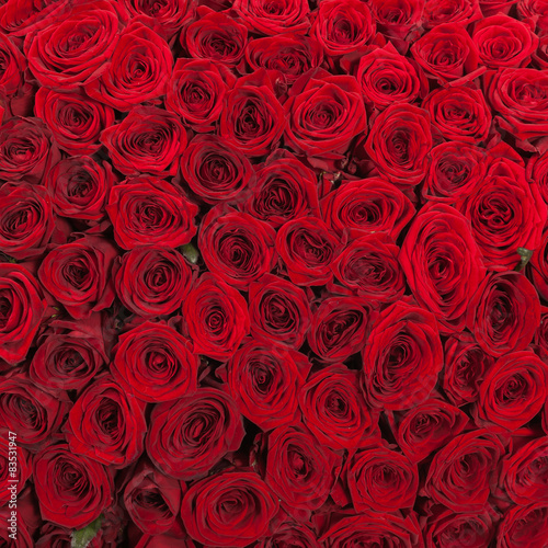 Fototapeta Naklejka Na Ścianę i Meble -  Red roses background - natural texture of love