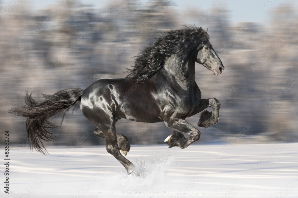 Black Friesian horse runs gallop on blurred winter background Black Friesian horse runs gallop on blurred winter background