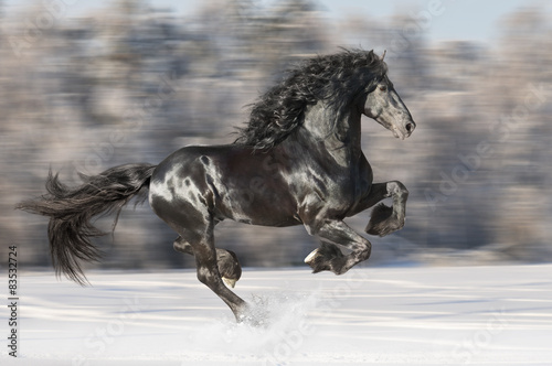 Black Friesian horse runs gallop on blurred winter background