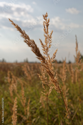 Dry grass feather grass at sunset.