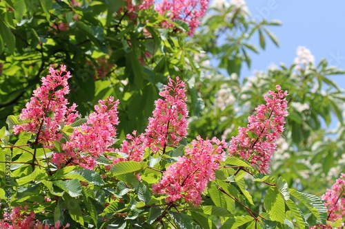 Цветущий розовый каштан (Aesculus carnea)