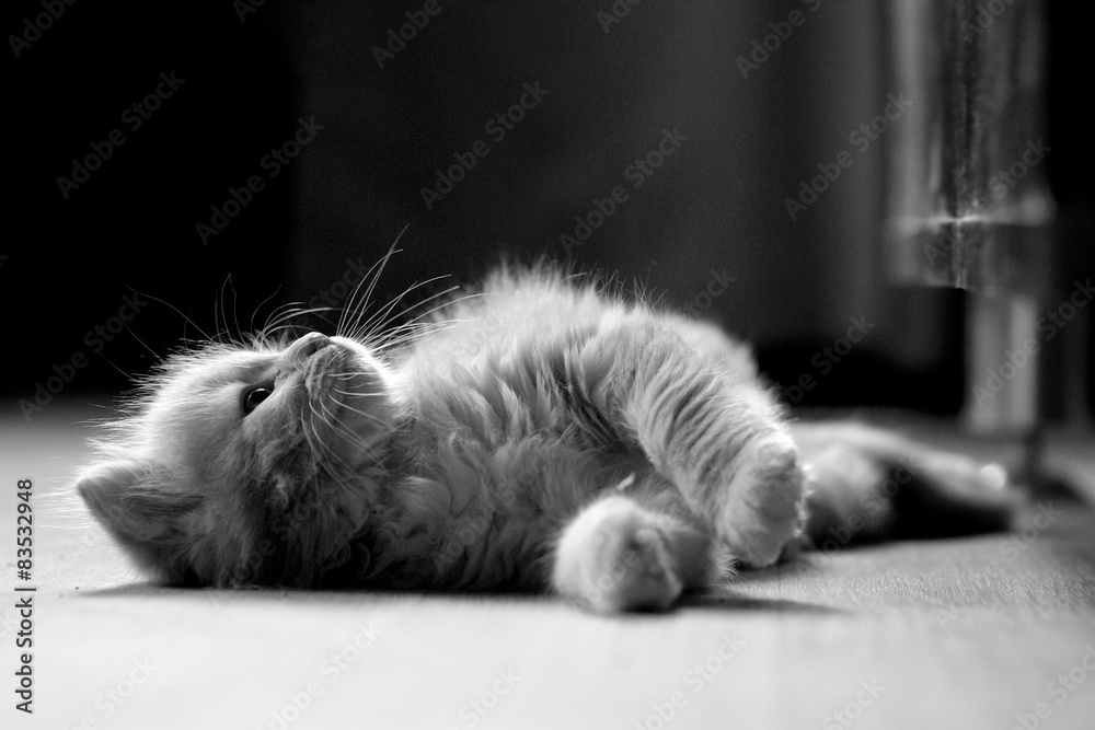 Saudi Arabia, Jeddah, Cat Stock Photo Adobe Stock