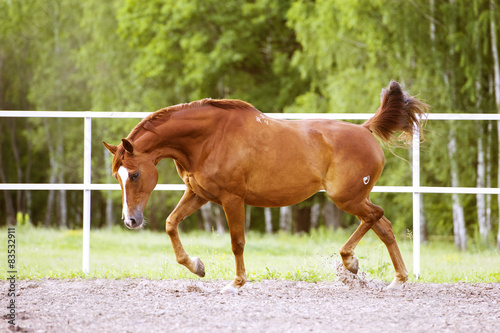 Red Trakehner horse runs trot on the green background photo