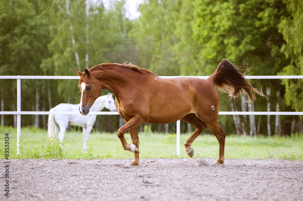 Red Trakehner horse runs trot on the green background Red Trakehner horse runs trot on the green background