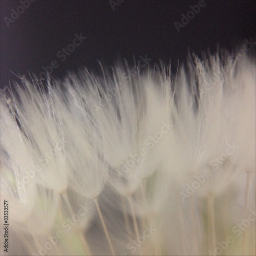Close-up of dandelion seed head