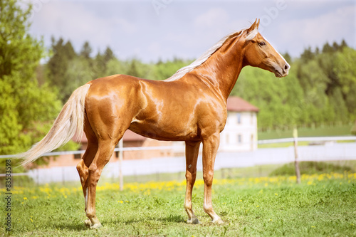 Portrait of the golden red horse in summer time #83533598