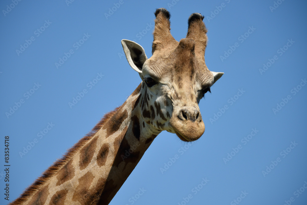 Giraffa Giraffa