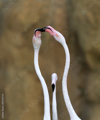 Close-up of a flamingo (Phoenicopteridae) watching two other Flamingoes kissing 