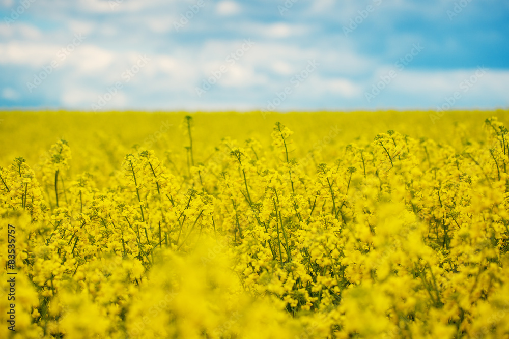 Obraz premium Spring Yellow Field rapeseed in bloom and beautiful Blue Sky.