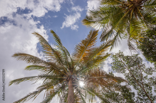 Palme und Sonne  Froschperspektive