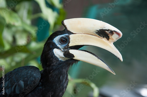 Indonesia, North Sumatra, Bohorok, Great hornbill (Buceros bicornis) photo
