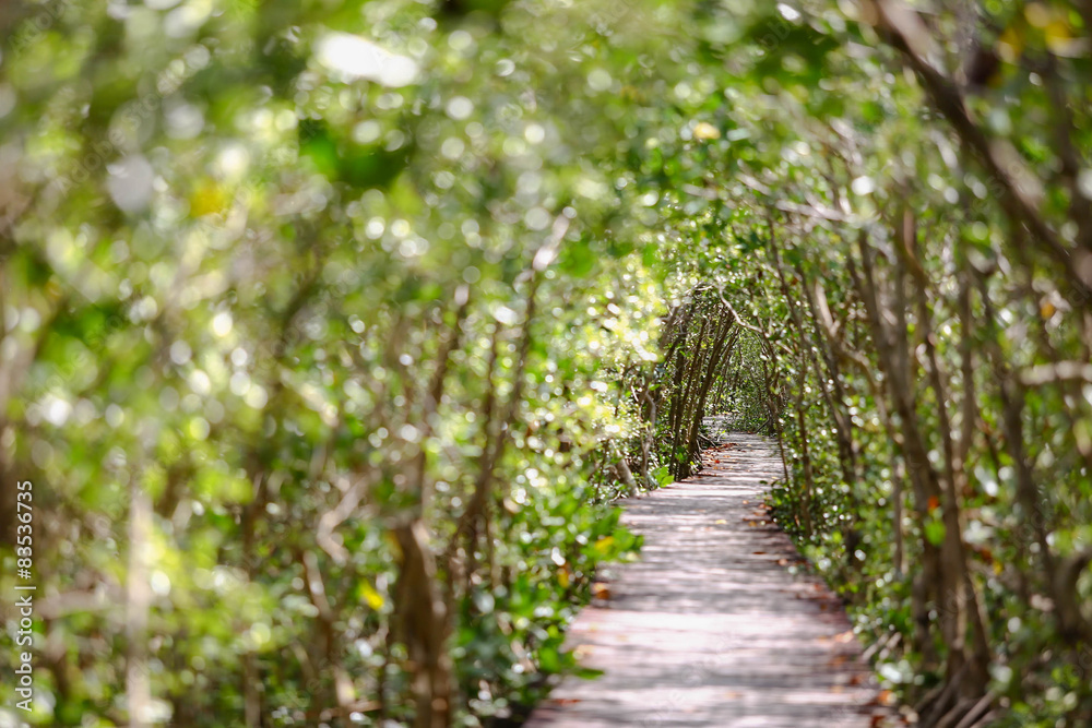 Obraz premium Nature Trails bridge In mangrove tree tunnel