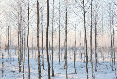 Finland, Forest in winter #83537759