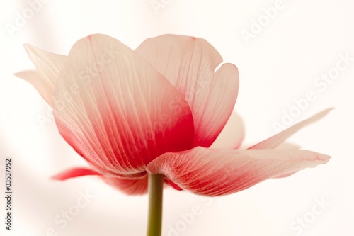 Germany, Wuppertal, Close-up of tulip photo