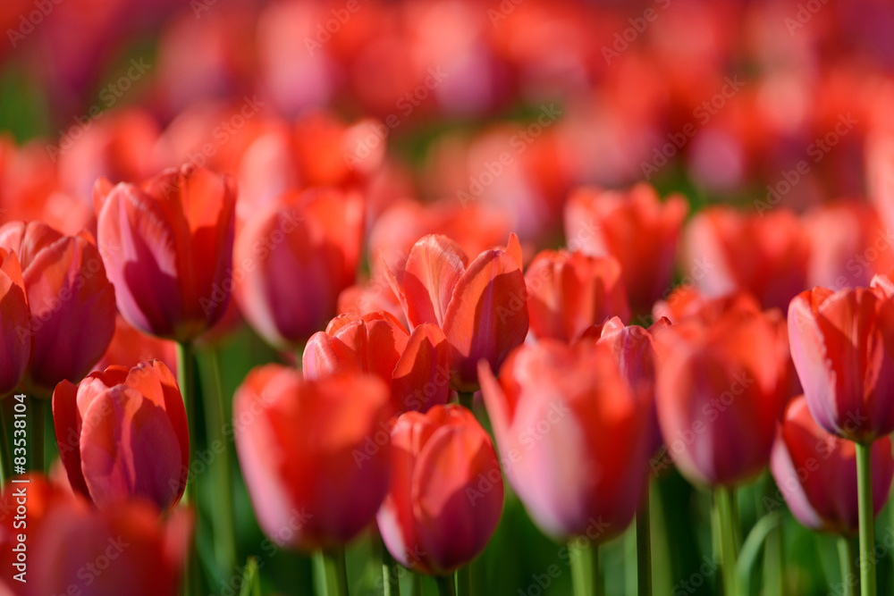 Fototapeta premium Red tulips in the garden
