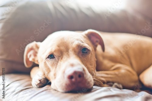 Close up of pitbull relaxing on sofa