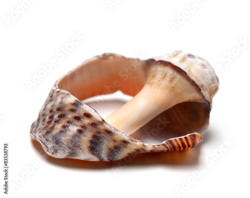 Broken shell from rapana