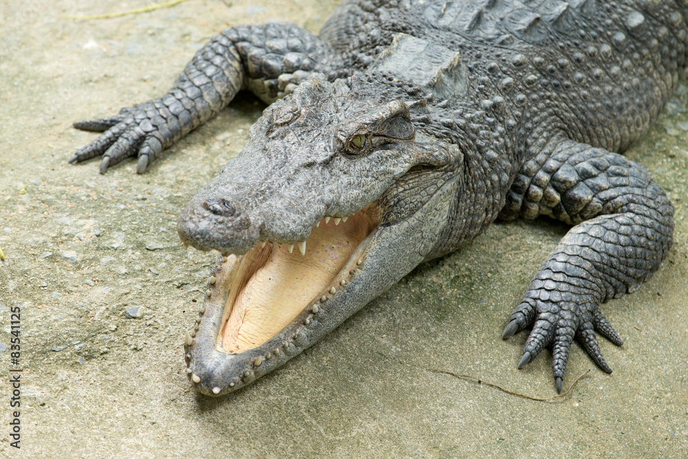 Obraz premium Alligator