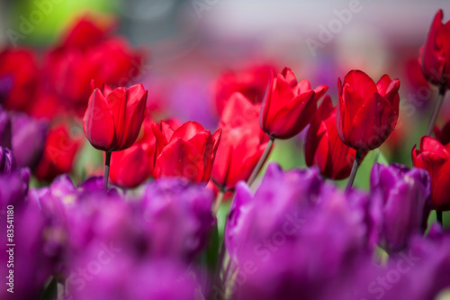 Colorful Spring Tulips in a garden © Marco Scisetti