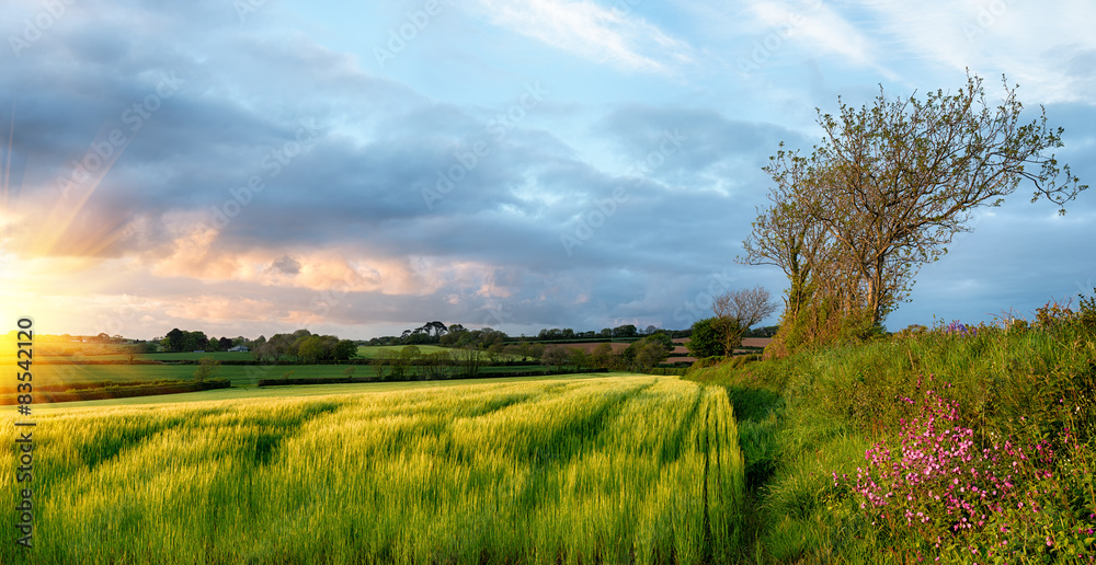 Cornish Countryside