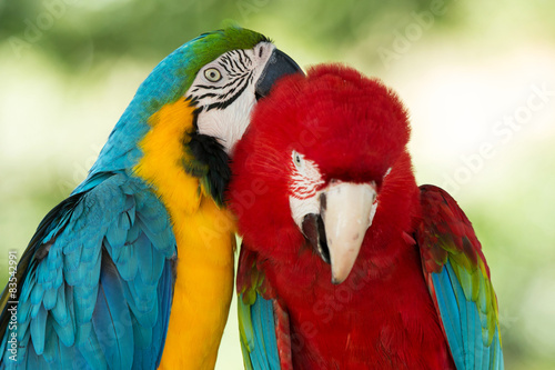  Macaws parrots © Pakhnyushchyy