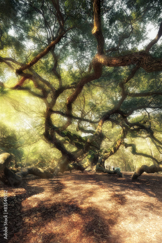Magic forest photo