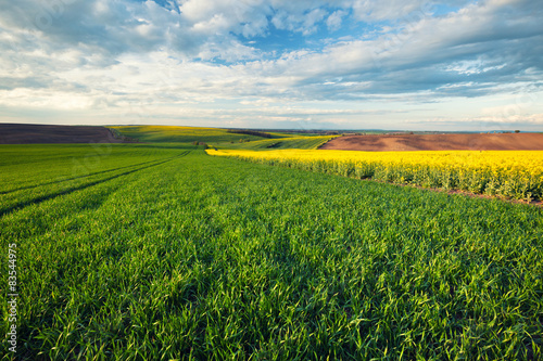 Beautiful field landscape