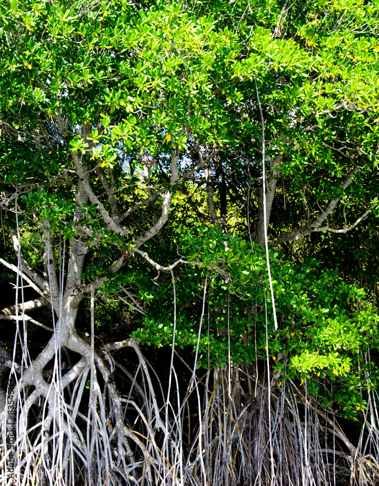 Fototapeta premium mangrove trees